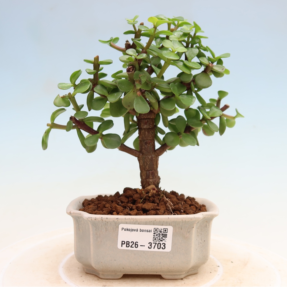 Pokojová bonsai - Portulakaria Afra - Tlustice