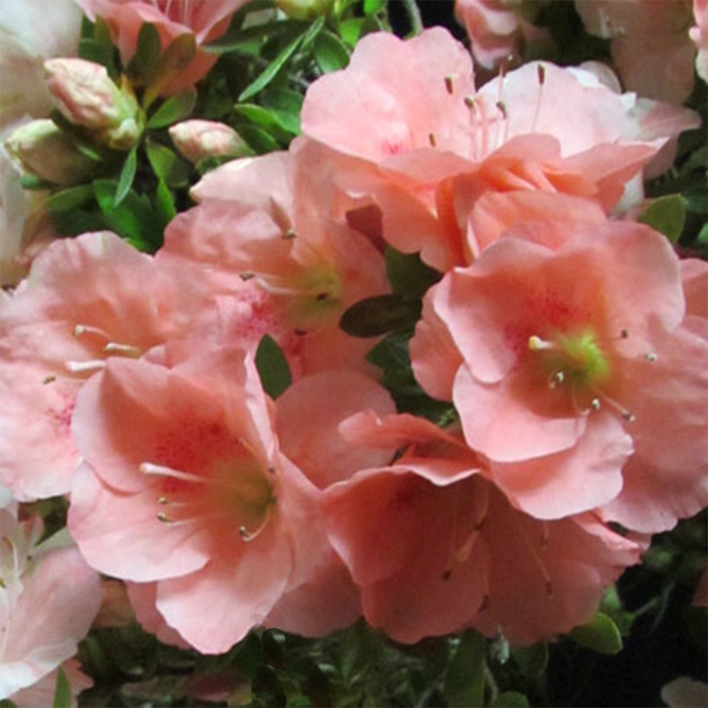 Venkovní bonsai - Japonská azalka - Azalea Toki