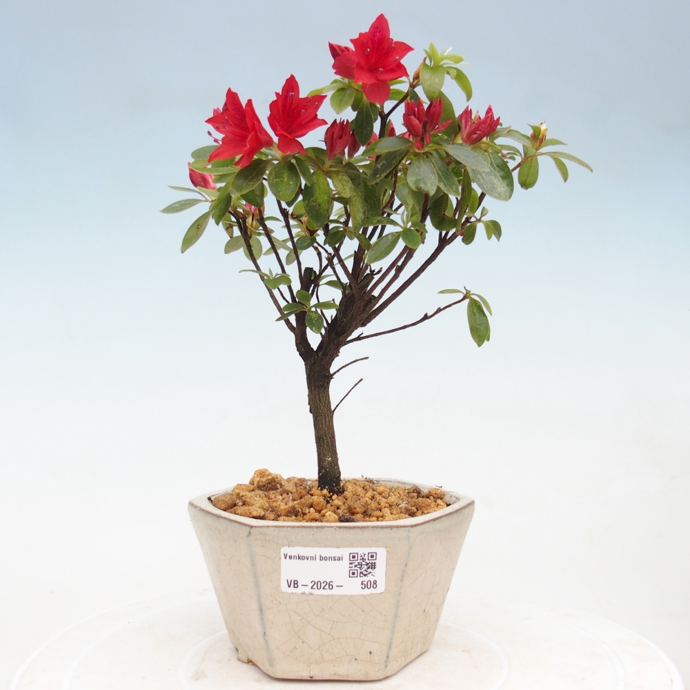 Venkovní bonsai - Japonská azalka - Azalea sp.