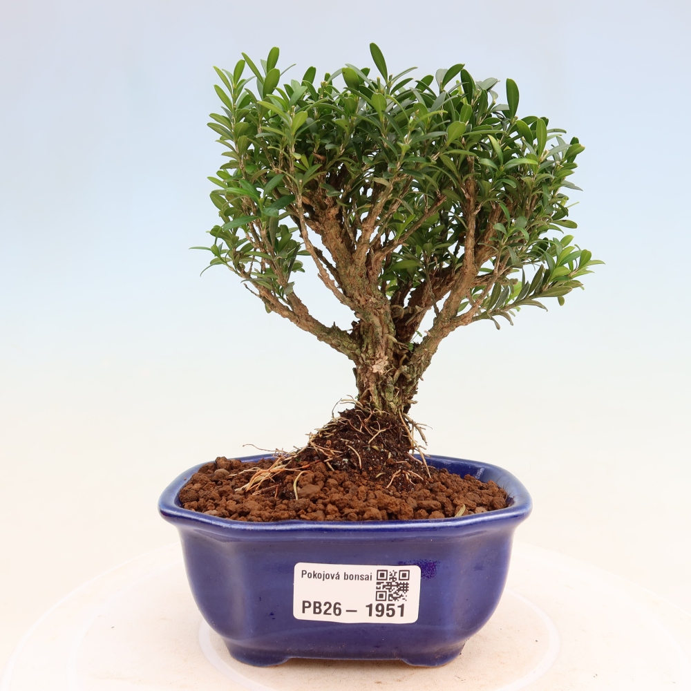 Pokojová bonsai - Buxus harlandii -korkový buxus