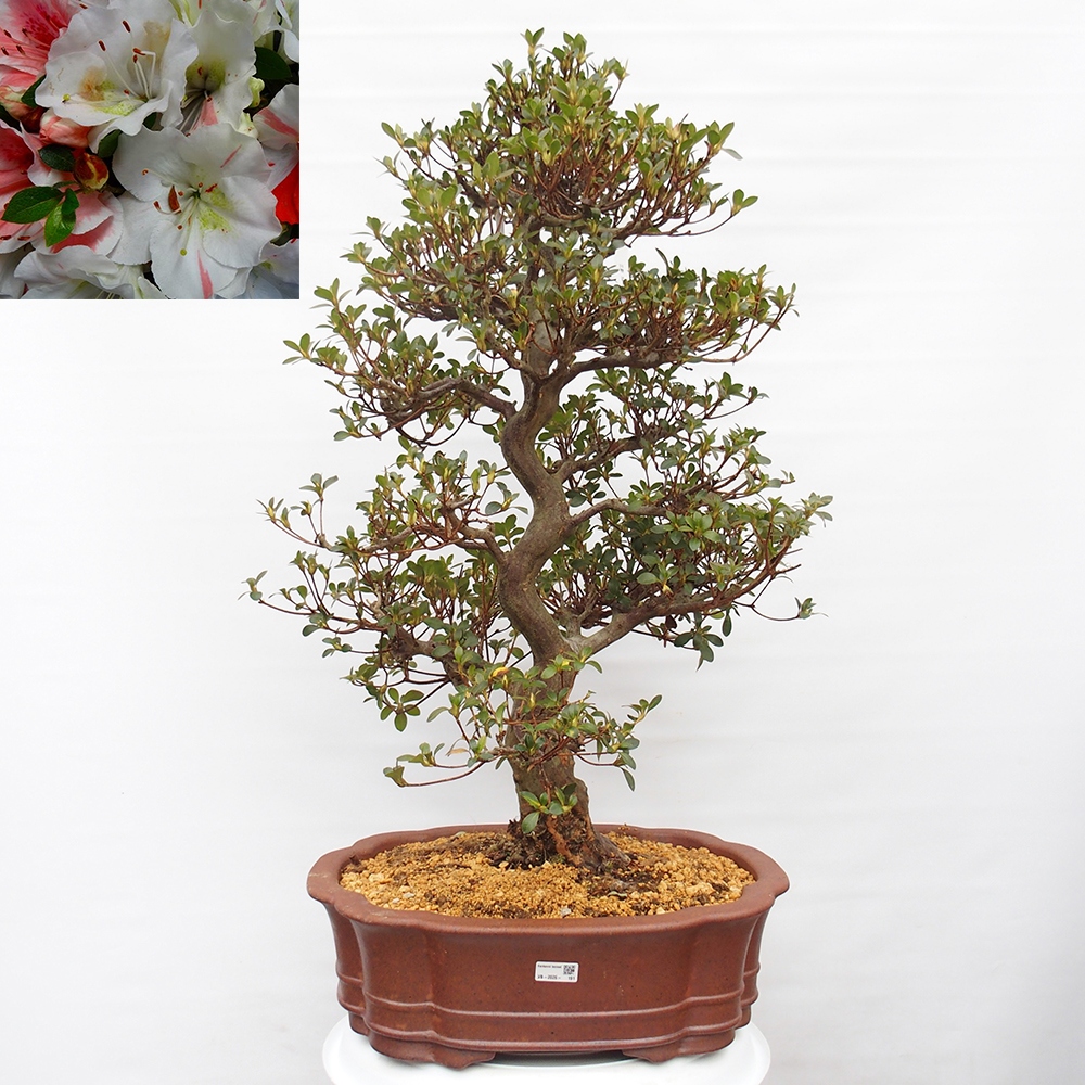 Venkovní bonsai - Japonská azalka - Azalea Sansei