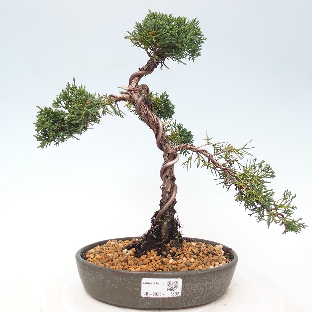 Venkovní bonsai - Juniperus chinensis Kishu -Jalovec čínský