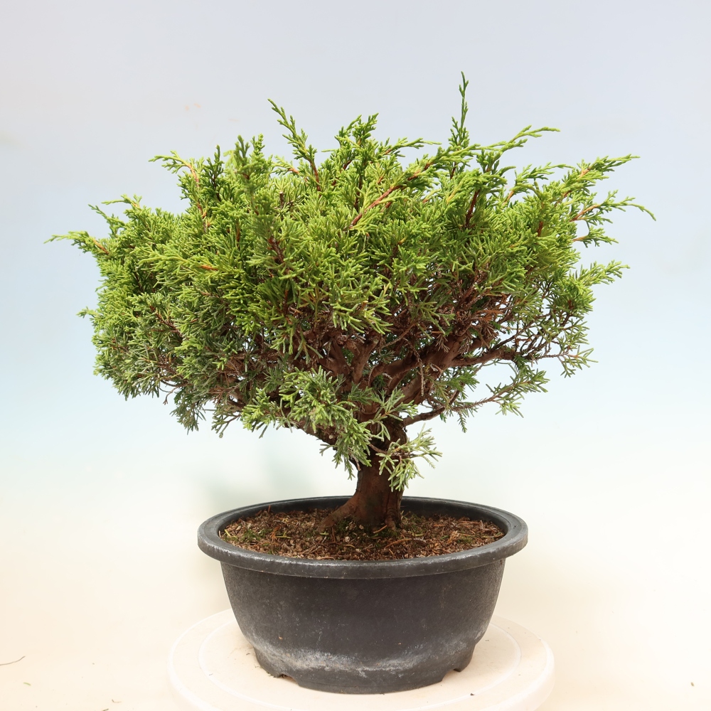 Venkovní bonsai - Juniperus chinensis Itoigawa-Jalovec čínský