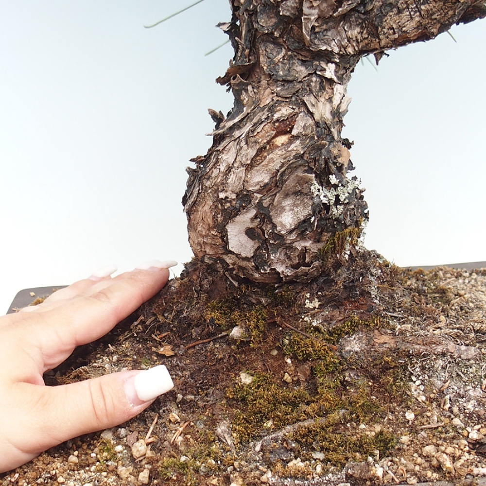 Venkovní bonsai - Pinus thunbergii - Borovice thunbergova