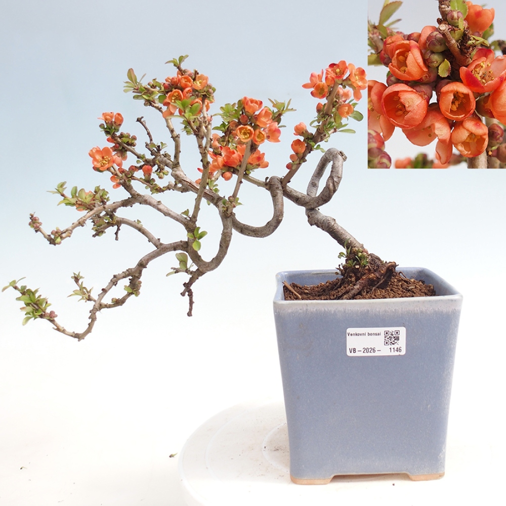 Venkovní bonsai - Chaneomeles sup. Orange Trail - kdoulovec