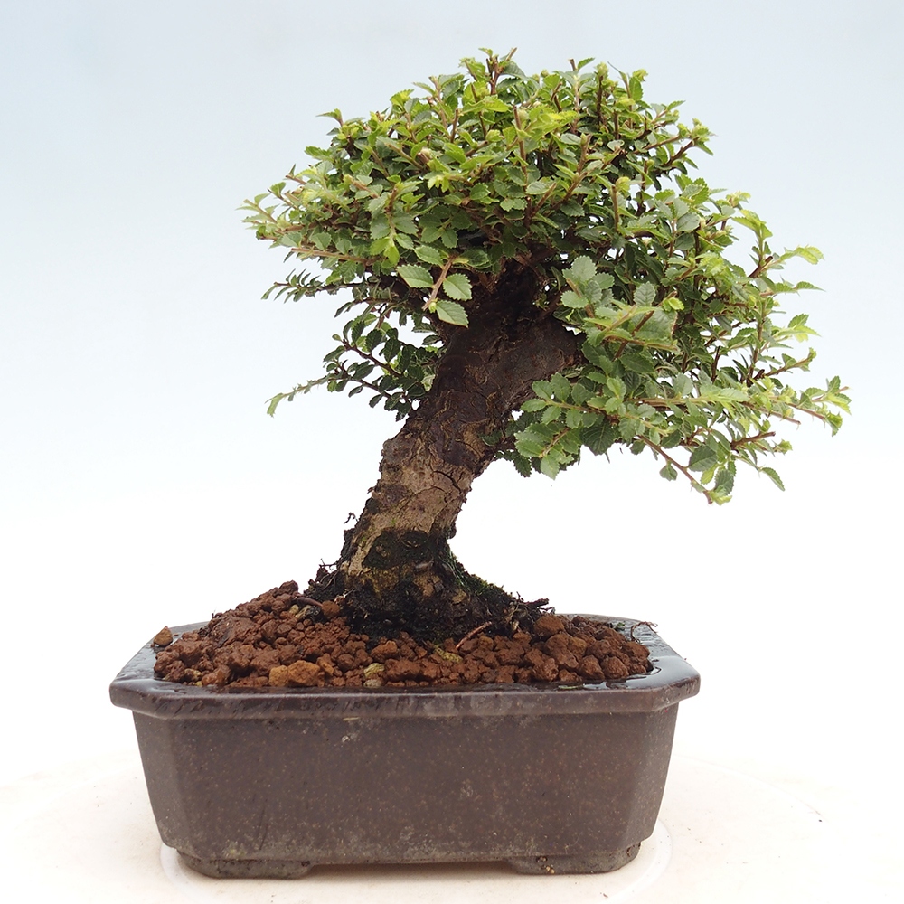 Venkovní bonsai - Ulmus parvifolia Hokkaido - jilm Čínský