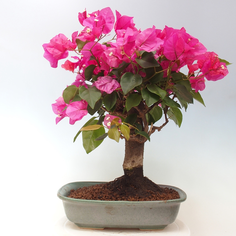 Pokojová bonsai - Bouganwilea