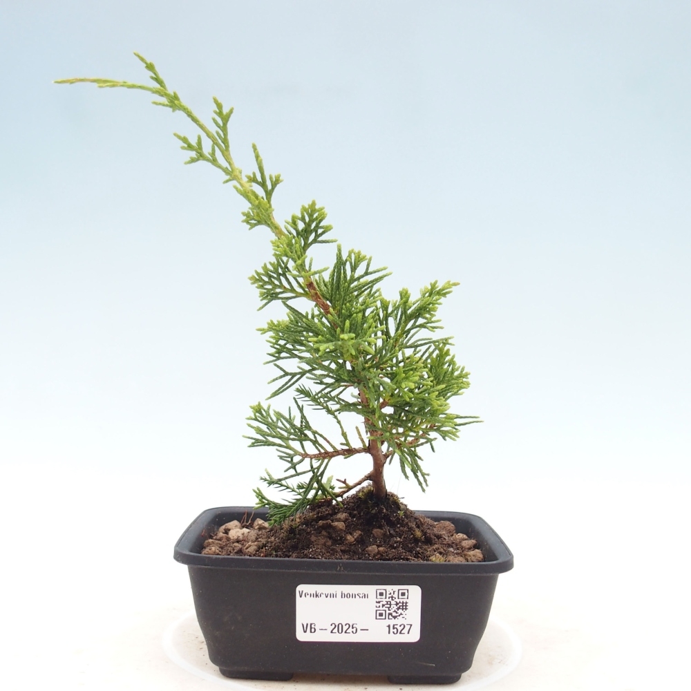 Venkovní bonsai - Juniperus chinensis Itoigawa -Jalovec čínský