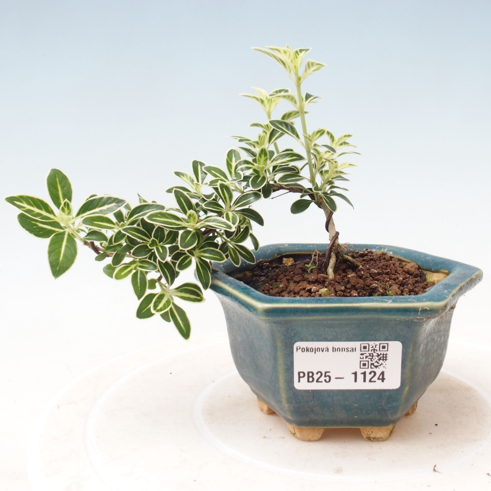 Pokojová bonsai - Serissa foetida Variegata - Strom tisíce hvězd