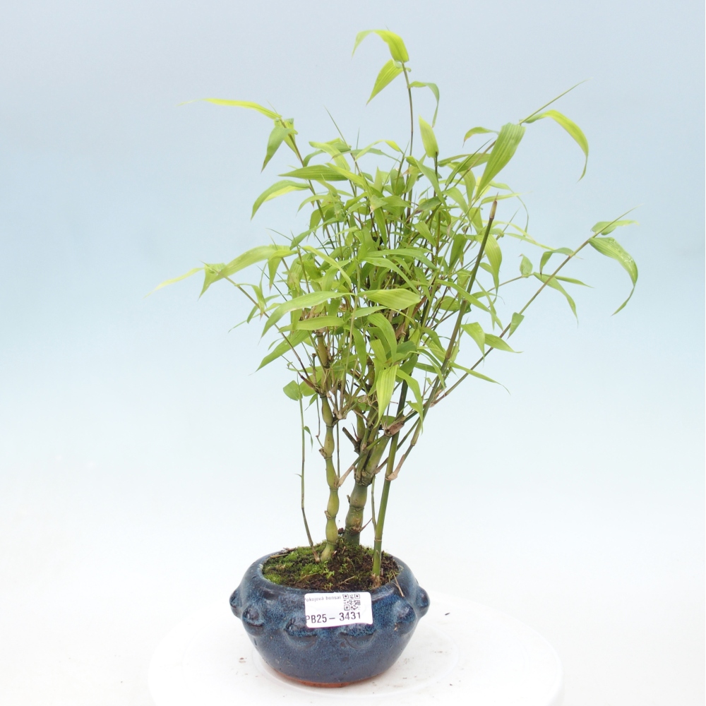 Pokojová bonsai - Bambus budha-Bambus budhovo břicho