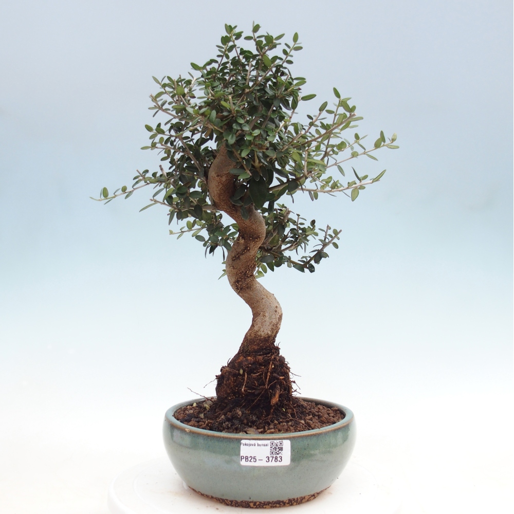 Pokojová bonsai - Olea europaea sylvestris -Oliva evropská drobnolistá