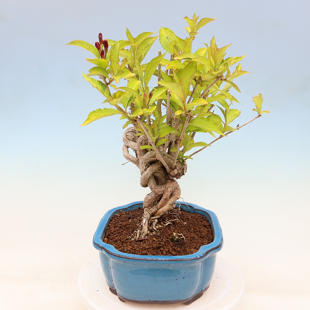 Venkovní bonsai - Weigela subsessilis - Vajgélie korejská