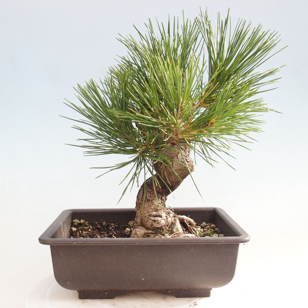 Venkovní bonsai - Pinus thunbergii - Borovice thunbergova