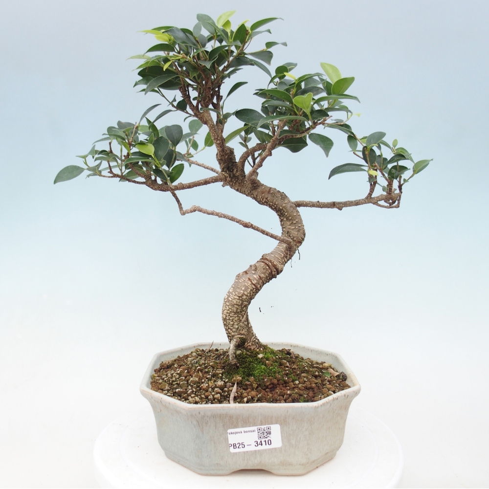 Pokojová bonsai - Ficus retusa -  malolistý fíkus