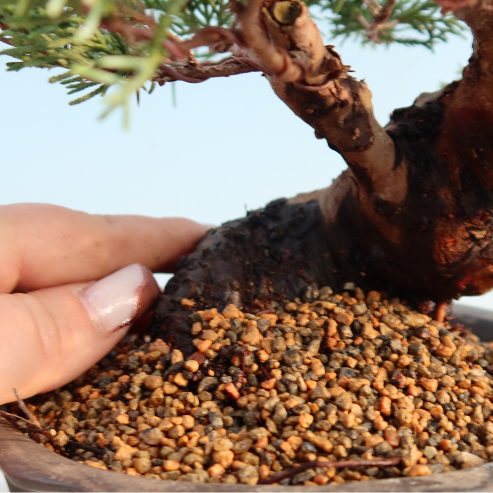 Venkovní bonsai - Juniperus chinensis Itoigawa -Jalovec čínský