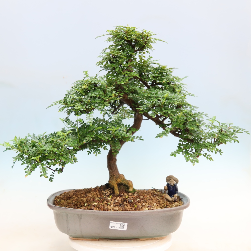 Pokojová bonsai - Zantoxylum piperitum - pepřovník