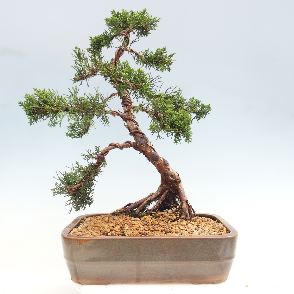 Venkovní bonsai - Juniperus chinensis Kishu -Jalovec čínský
