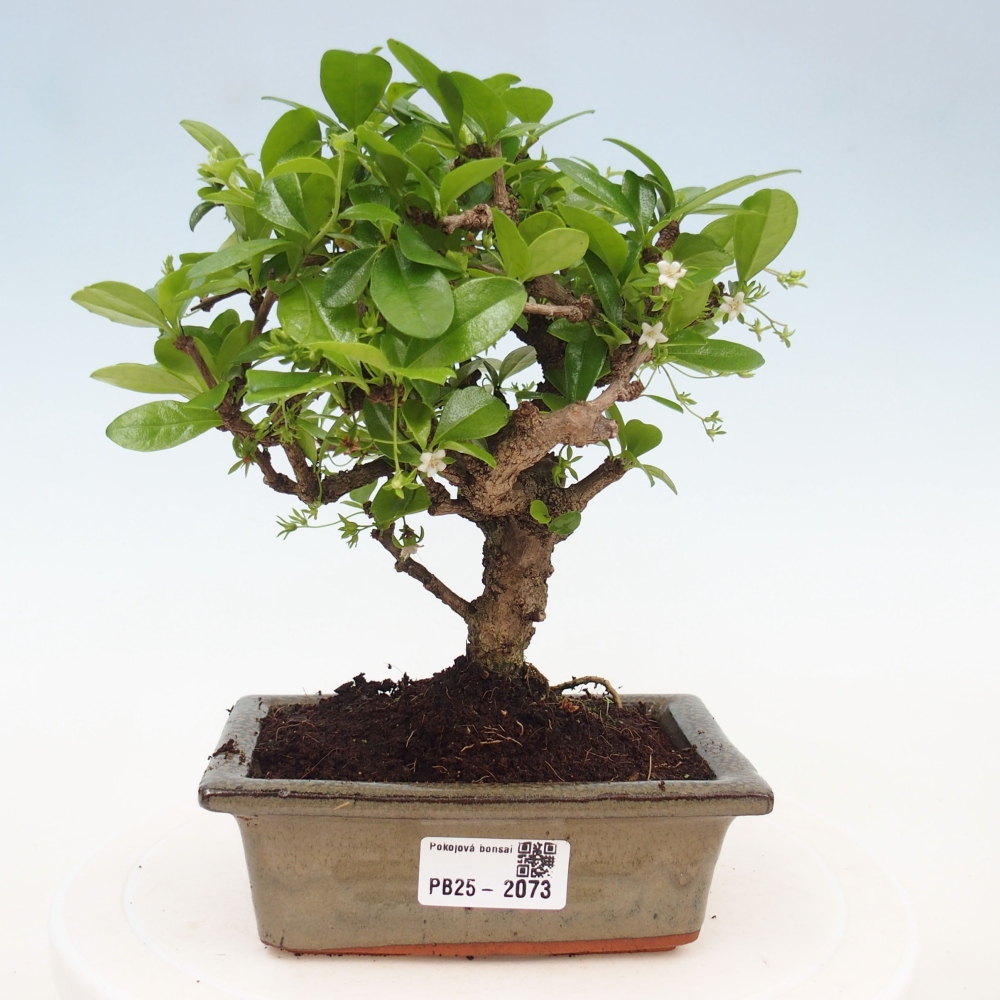 Pokojová bonsai - Carmona macrophylla - Čaj fuki