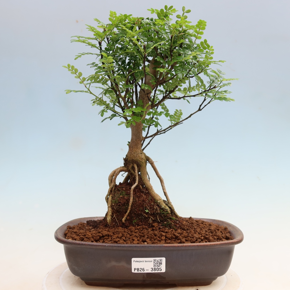 Pokojová bonsai - Zantoxylum piperitum - Pepřovník