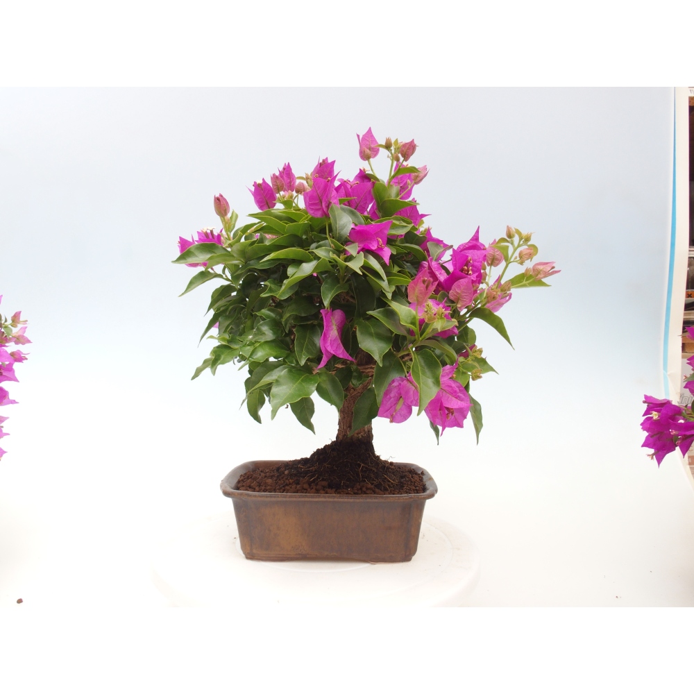 Pokojová bonsai - Bouganwilea