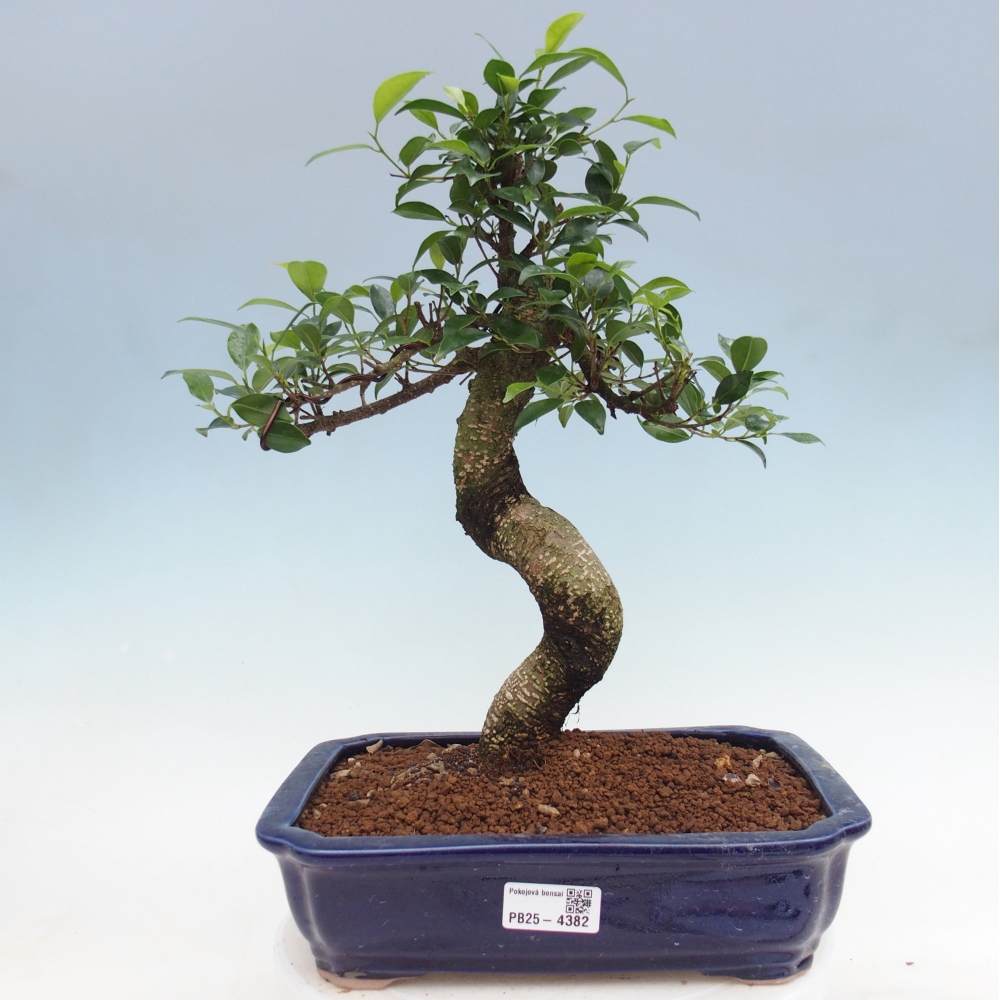 Pokojová bonsai - Ficus kimmen -  malolistý fíkus