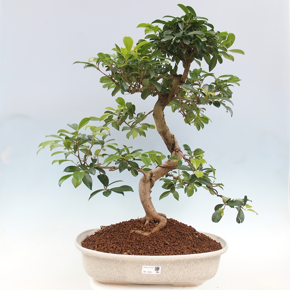Pokojová bonsai - Australská třešeň - Eugenia uniflora - POUZE OSOBNÍ ODBĚR nebo paletová přeprava