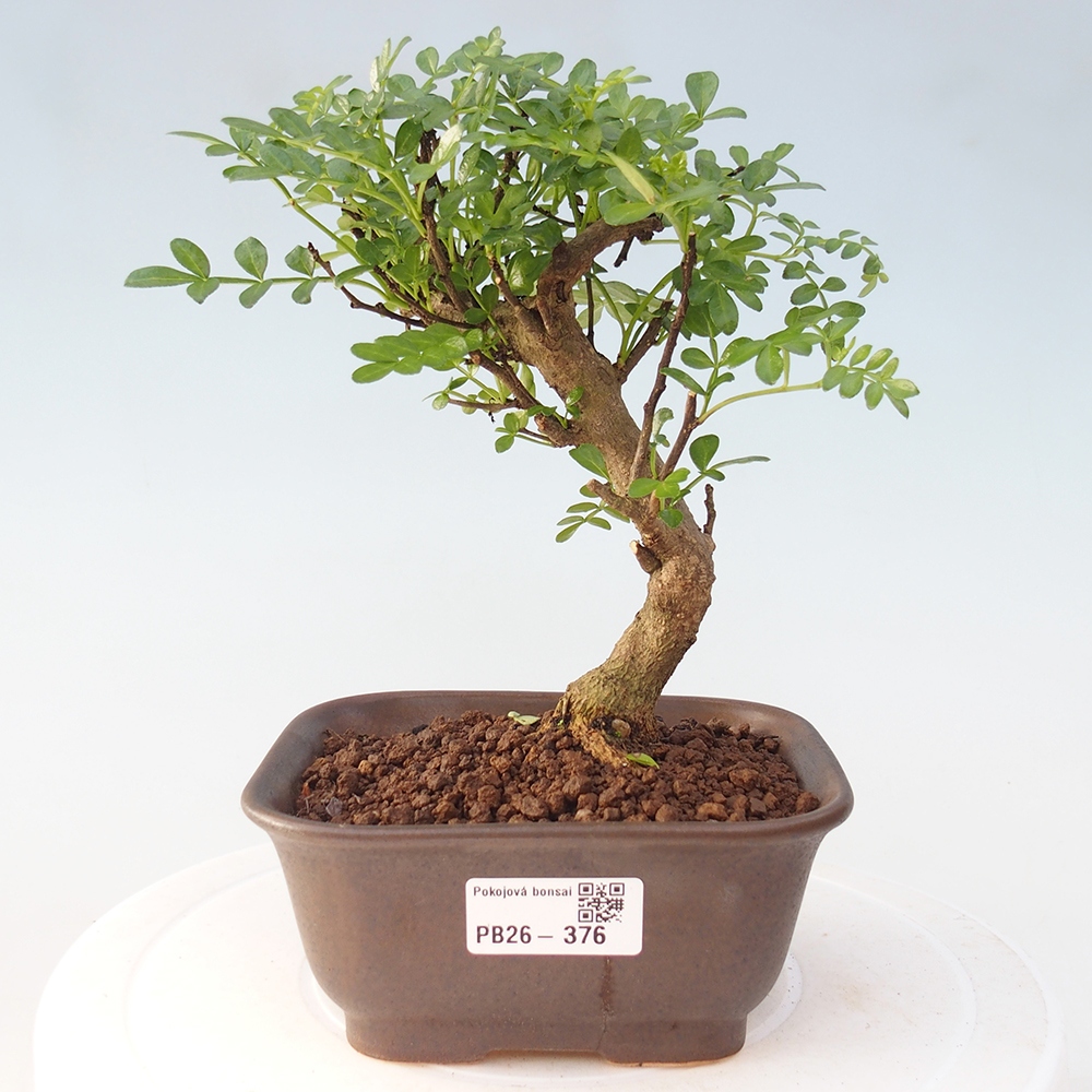 Pokojová bonsai - Zantoxylum piperitum - Pepřovník