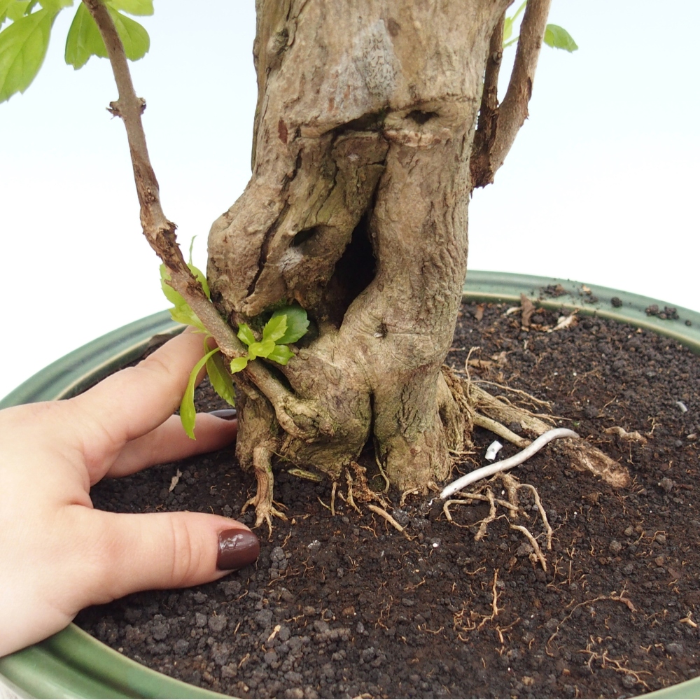 Pokojová bonsai - Duranta erecta Aurea - POUZE OSOBNÍ ODBĚR nebo paletová přeprava