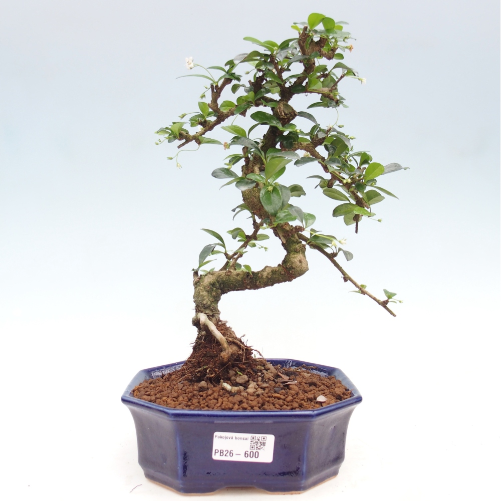 Pokojová bonsai - Carmona macrophylla - Čaj fuki