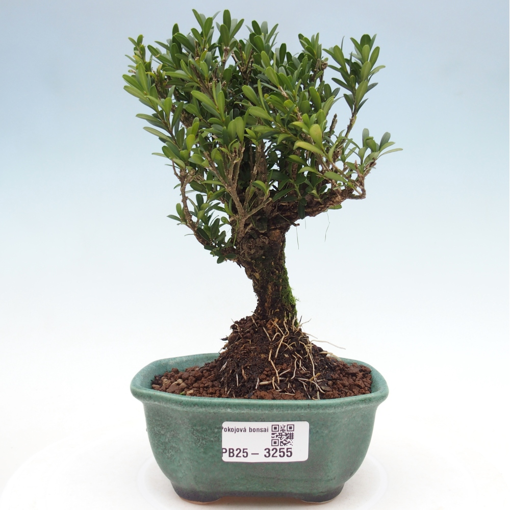 Pokojová bonsai - Buxus harlandii -korkový buxus
