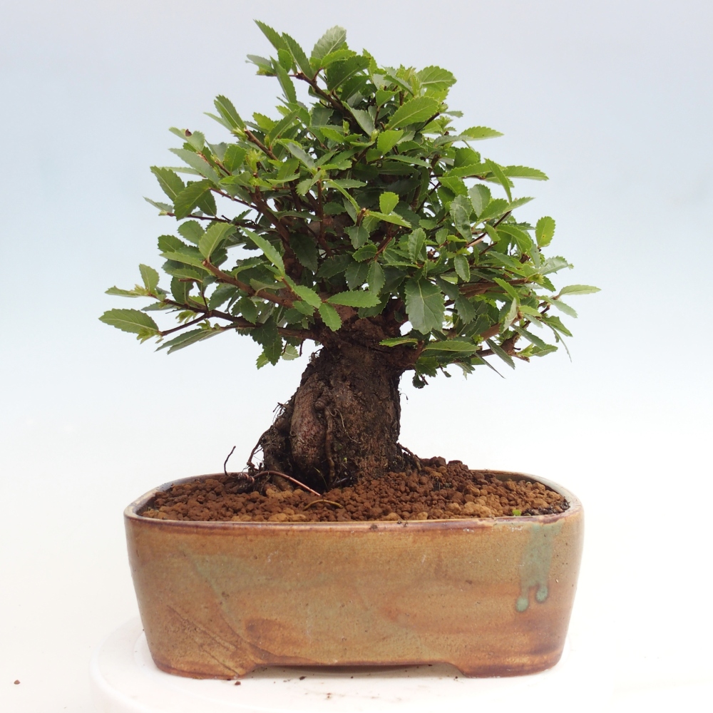 Venkovní bonsai - Zelkova - Zelkova NIRE
