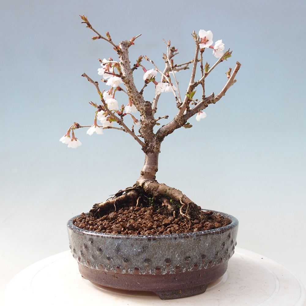 Venkovní bonsai - Prunus incisa Kojou-no mai-Slivoň vyříznutá