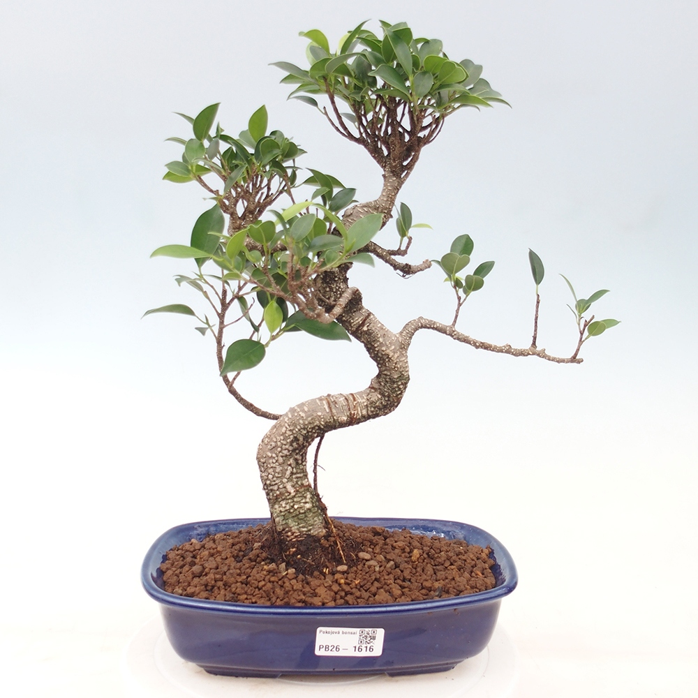 Pokojová bonsai - Ficus kimmen -  malolistý fíkus