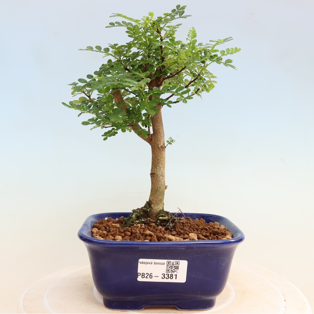 Pokojová bonsai - Zantoxylum piperitum - Pepřovník