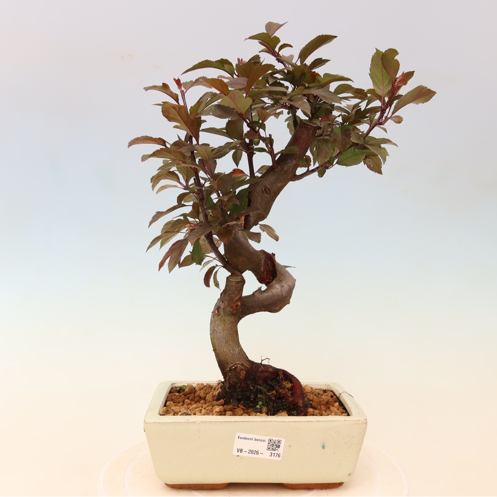 Venkovní bonsai -Malus domestica - Maloplodá jabloň červenolistá