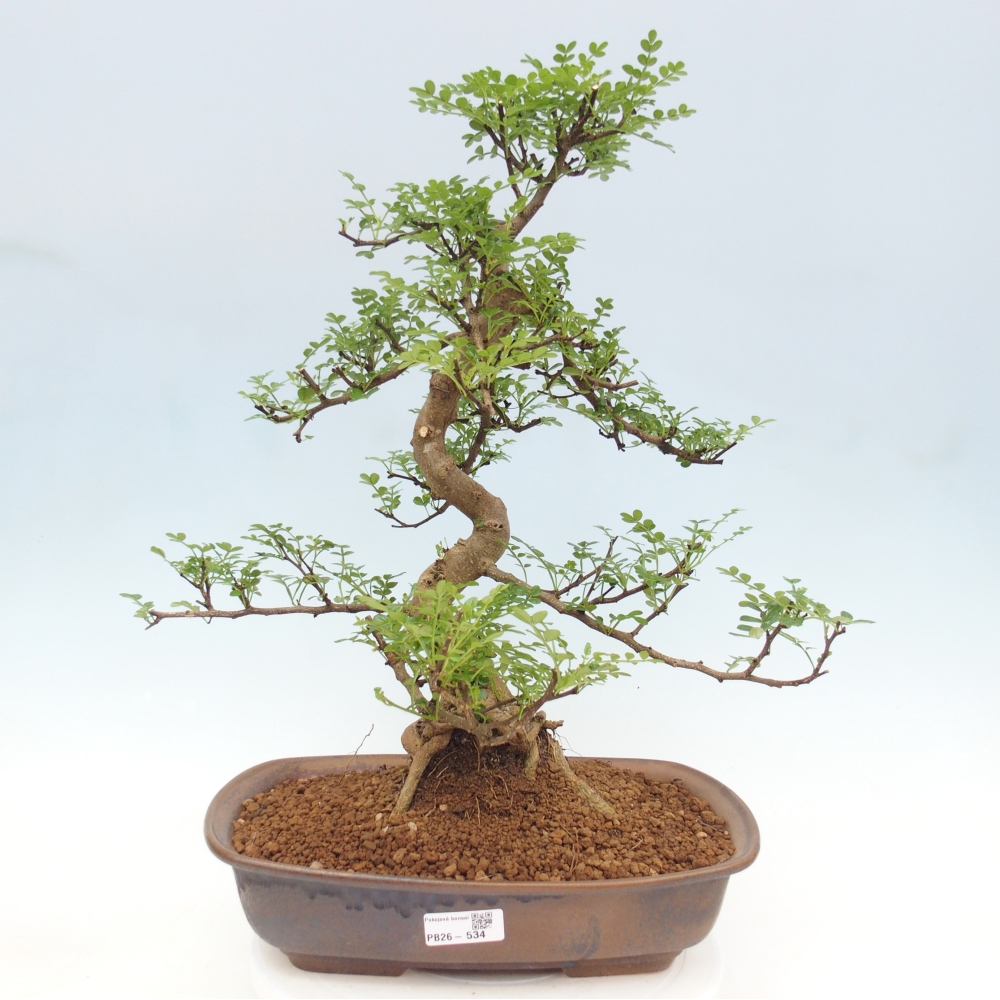 Pokojová bonsai - Zantoxylum piperitum - pepřovník