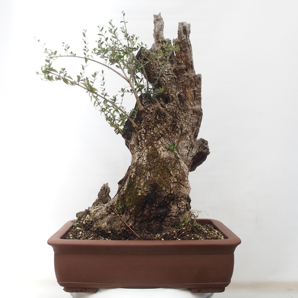 Pokojová bonsai - Olea europaea sylvestris -Oliva evropská drobnolistá