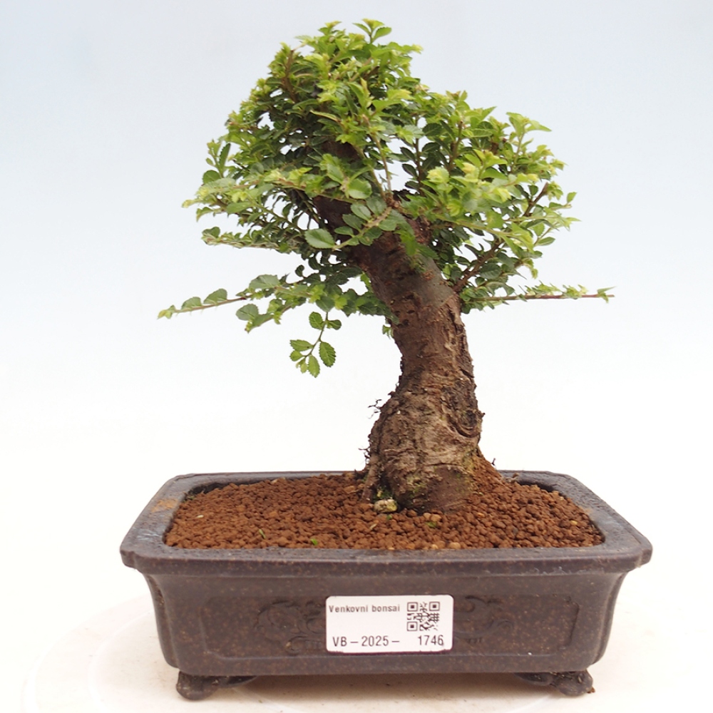 Venkovní bonsai - Ulmus parvifolia Hokkaido - jilm Činski