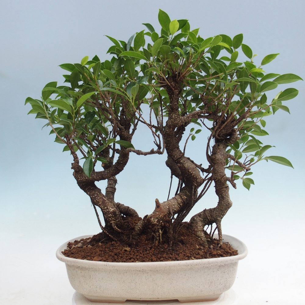 Pokojová bonsai - Ficus kimmen -  malolistý fíkus