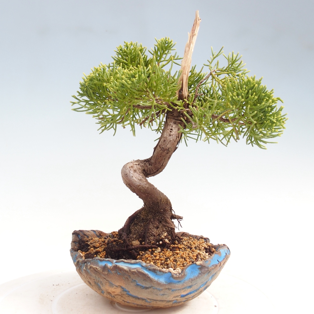 Venkovní bonsai - Juniperus chinensis Kishu -Jalovec čínský