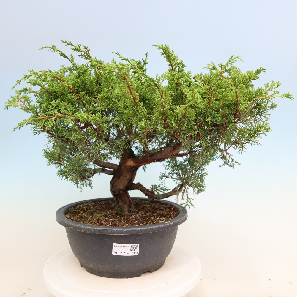 Venkovní bonsai - Juniperus chinensis Itoigawa-Jalovec čínský