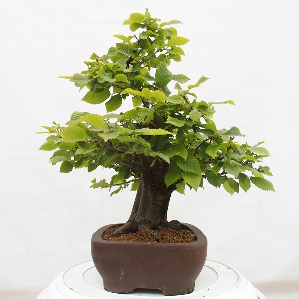 Venkovní bonsai - Habr obecný - Carpinus betulus