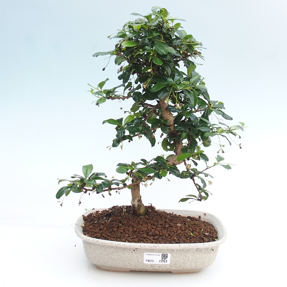 Pokojová bonsai - Carmona macrophylla - Čaj fuki
