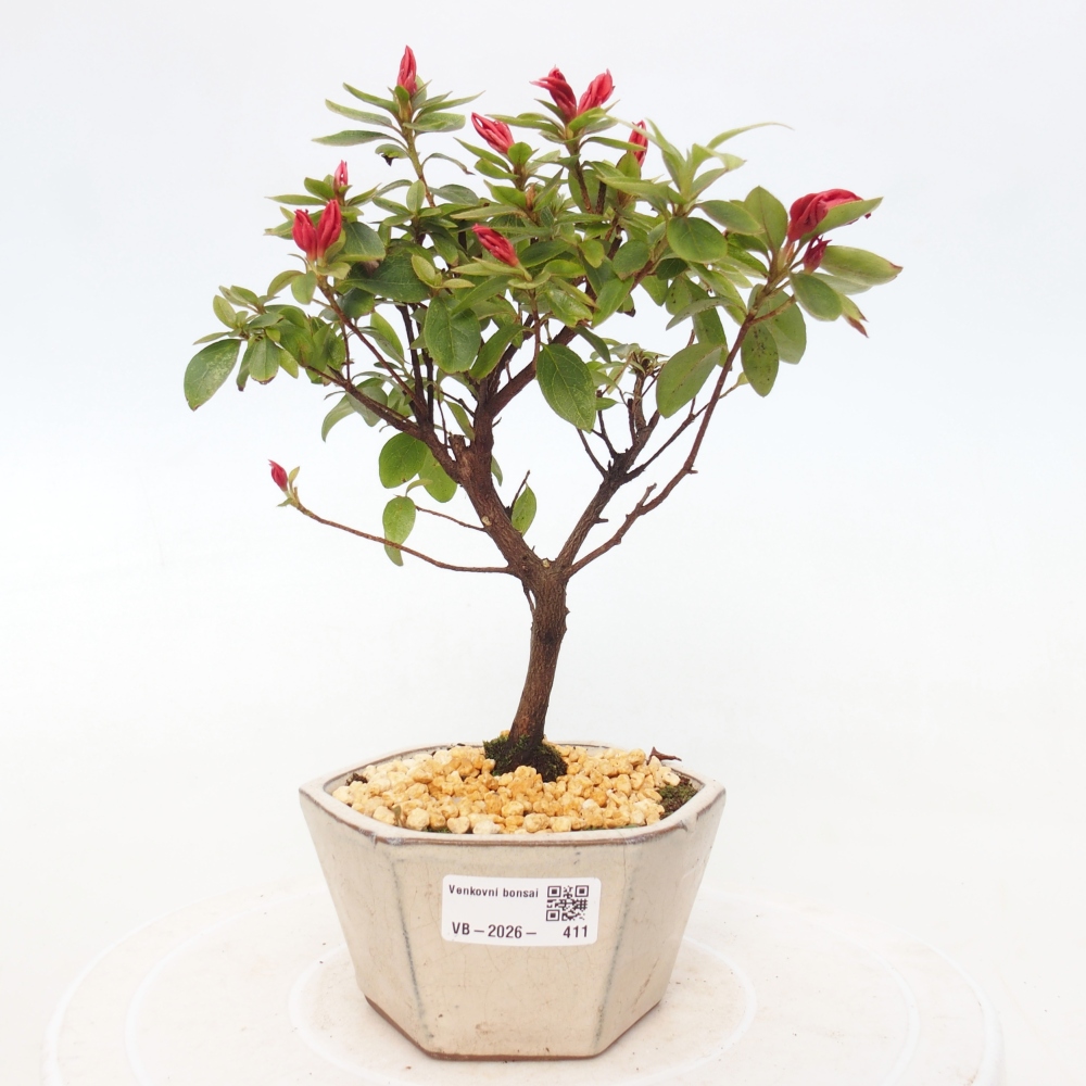 Venkovní bonsai - Japonská azalka - Azalea sp.