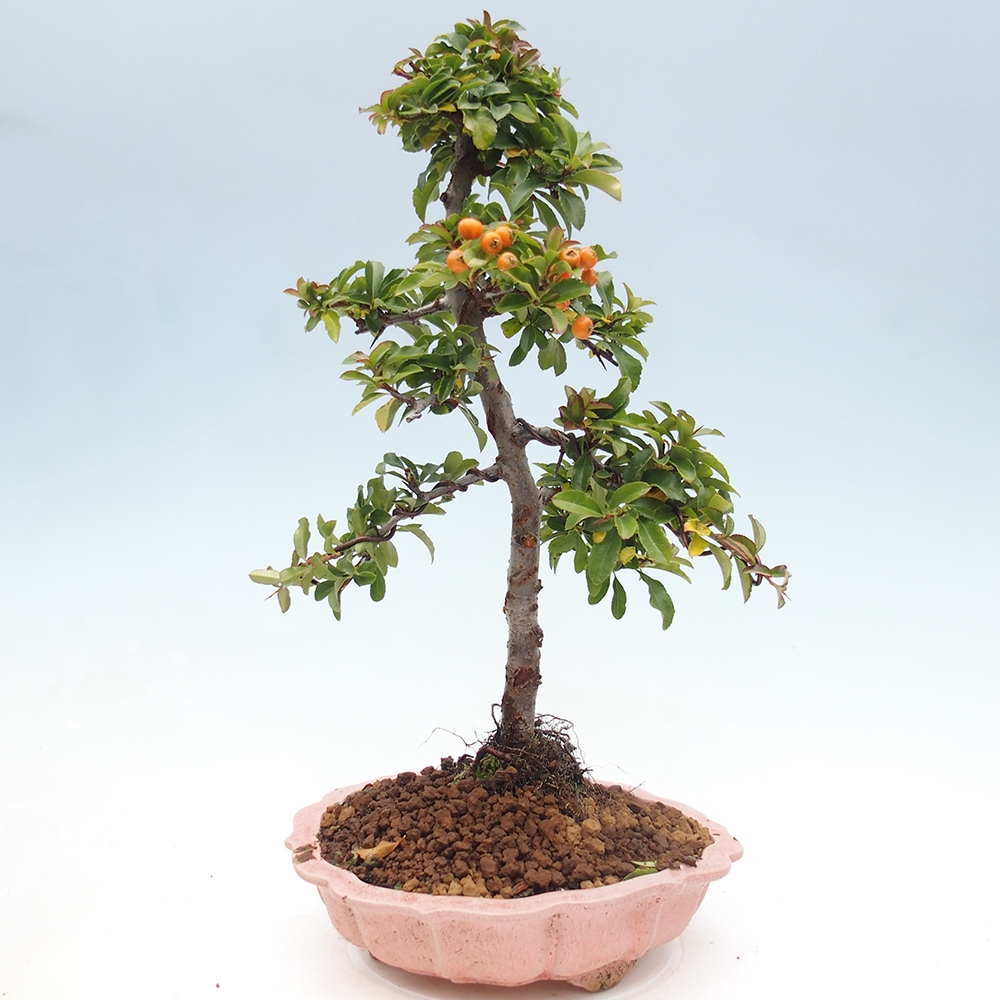 Venkovní bonsai-Pyracanta Teton -Hlohyně
