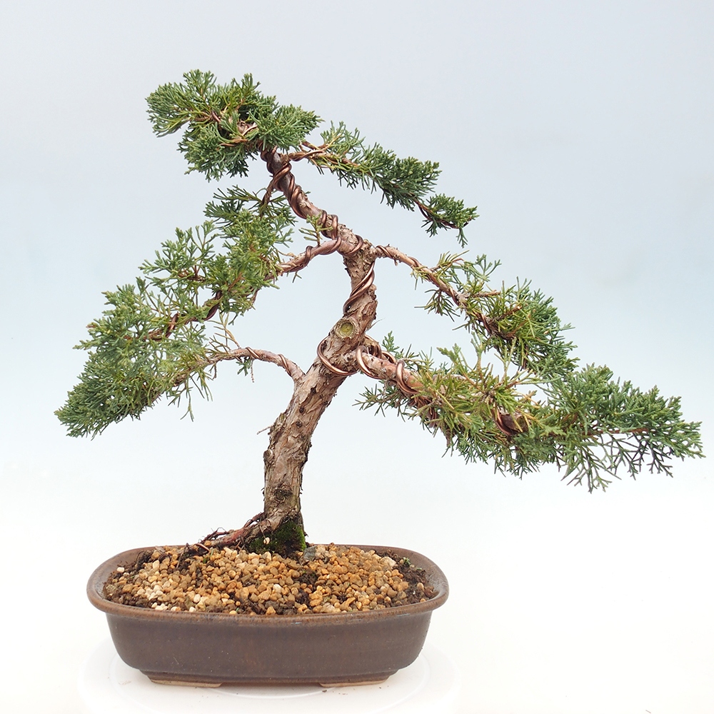 Venkovní bonsai - Juniperus chinensis Kishu -Jalovec čínský
