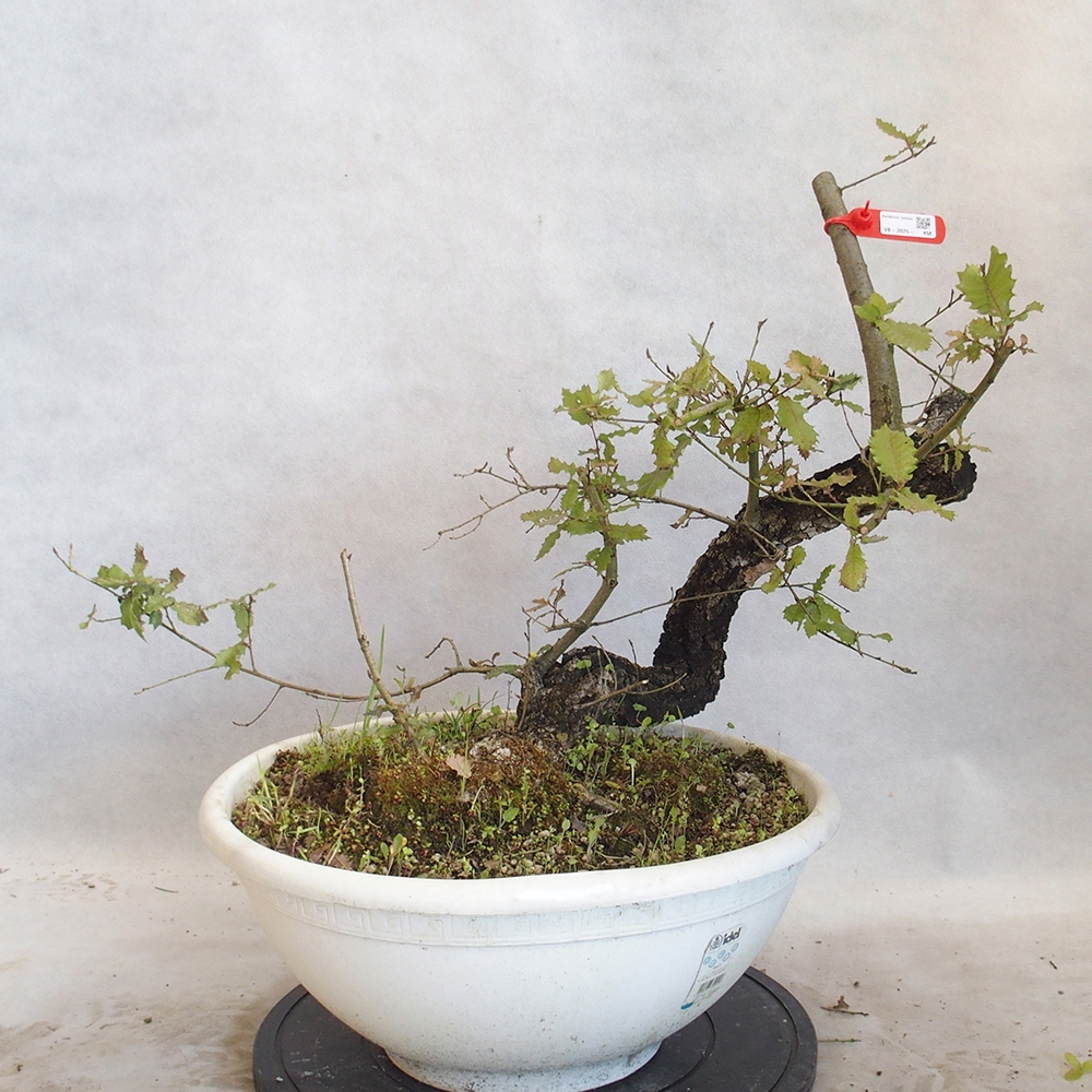 Venkovní bonsai Quercus Cerris - Dub Cer