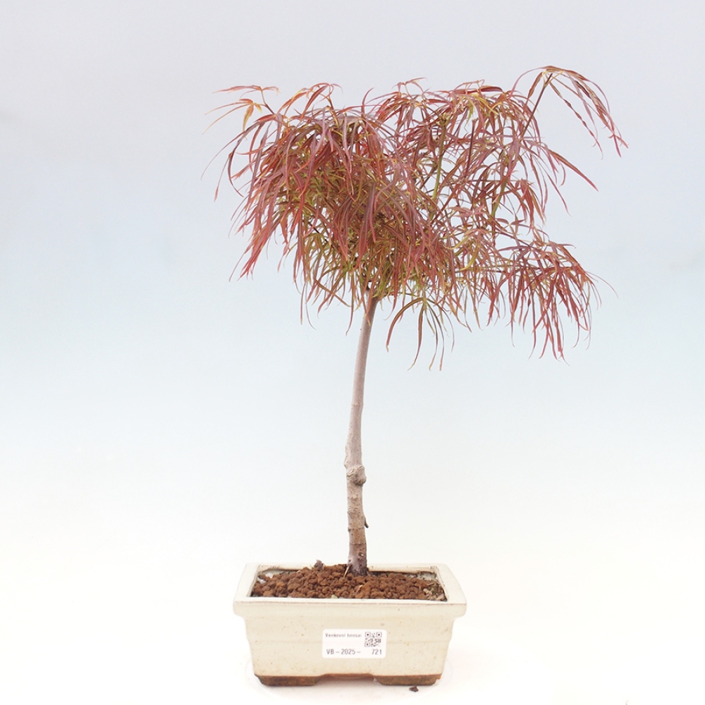 Venkovní bonsai - Javor dlanitolistý - Acer palmatum RED PYGMY