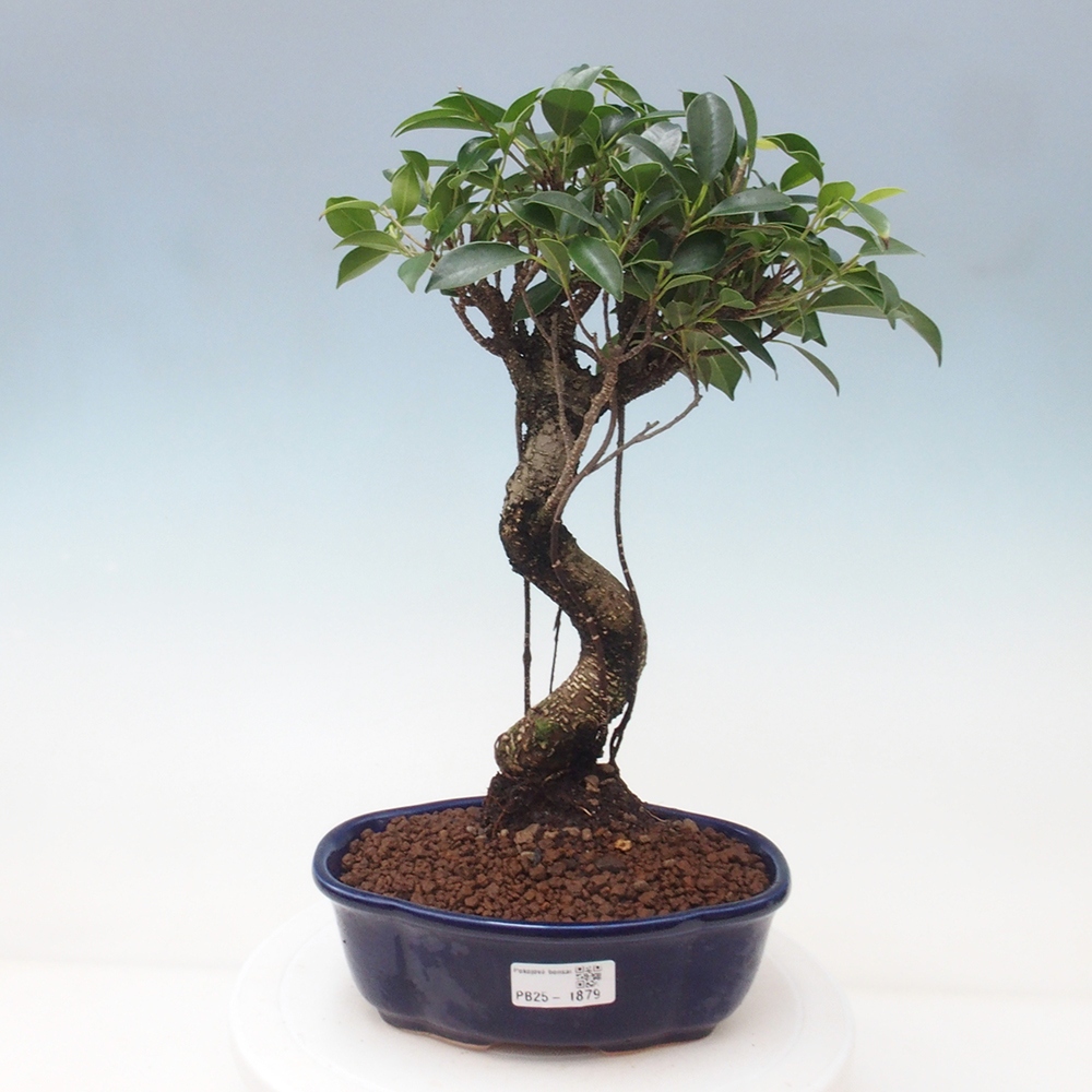Pokojová bonsai - Ficus retusa -  malolistý fíkus