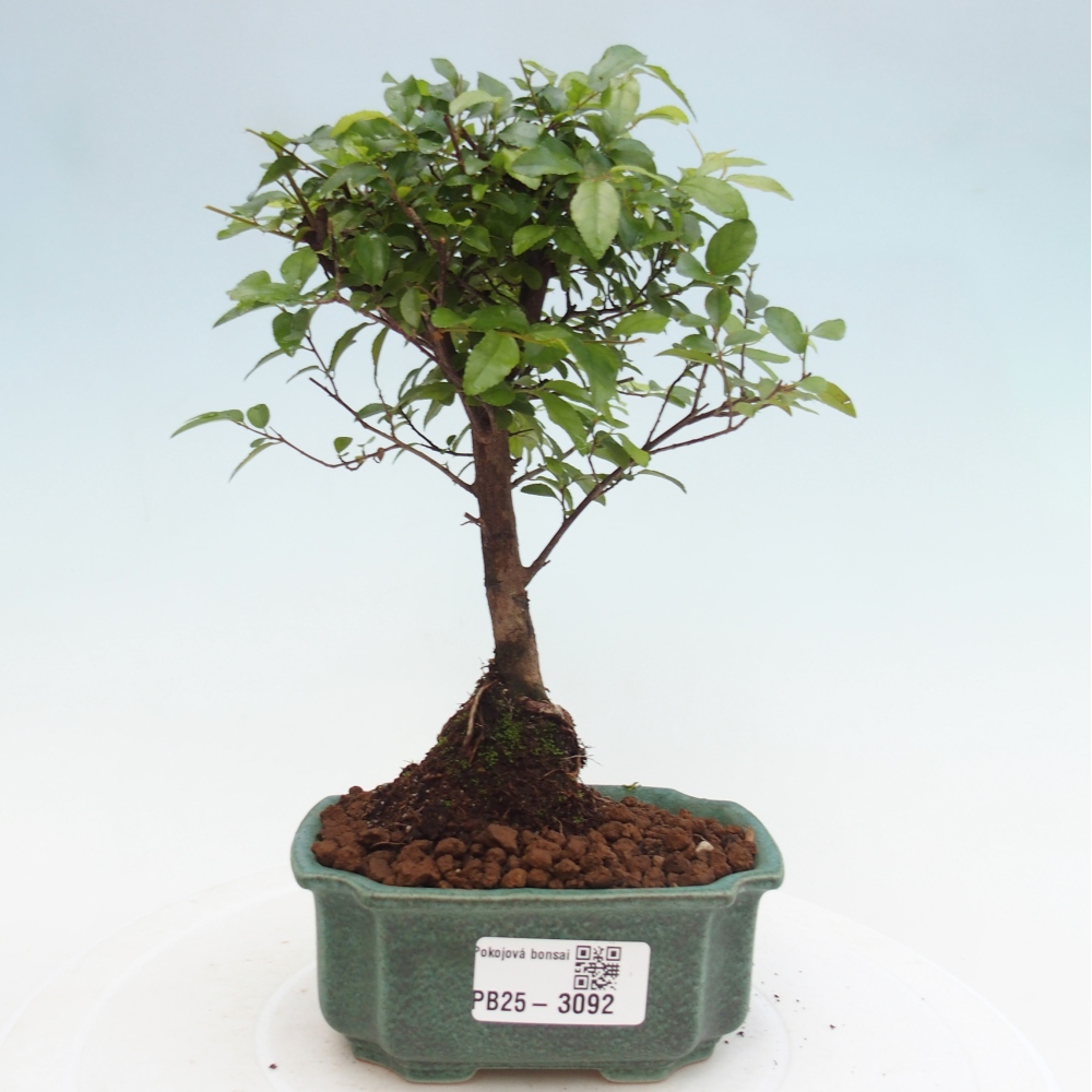 Pokojová bonsai - Sagerécie thea - Sagerécie thea